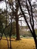 Il Ginkgo biloba in autunno è ormai spoglio