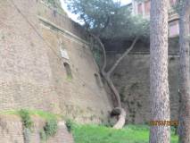 La spiegazione della Mura Urbaniane, del bastione e delle feritoie: ma anche di un albero…