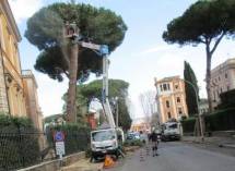 Anche i pini dell’Accademia Americana, lesionati dal vento, vengono tagliati per evitare pericoli