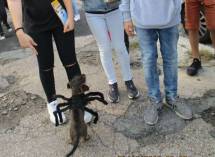I ragazzi si divertono con un cagnolino travestito per Halloween
